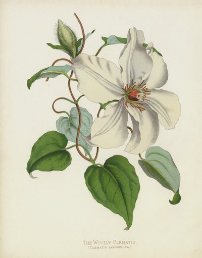 The Woolly Clematis by English School